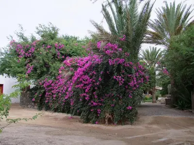 a bunch of purple flowers on a wall with trees at Villa Morabeza Guest House in Mindelo