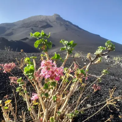 a view of a mountain with flowers in the foreground at Pensao Zé Doce in Portela