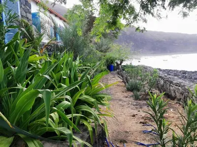 a garden with plants next to the water at Casa Praia Tarrafal de Monte Trigo in Seladinha