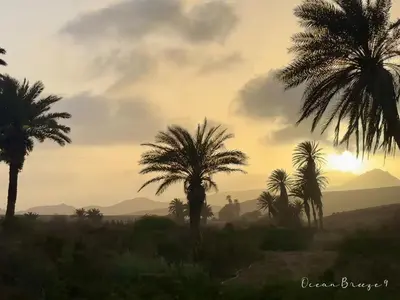 a group of palm trees with the sunset in the background at Ocean Breeze 9 in Sal Rei