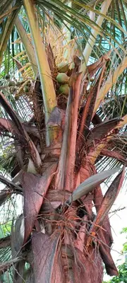 a palm tree with a bunch of fruit on it at Residência Águia in Praia
