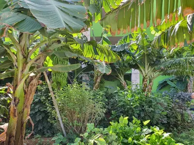 a garden with a bunch of banana trees and plants at Casa Verde in Santa Maria
