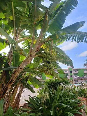a bunch of bananas hanging from a banana tree at Casa Verde in Santa Maria