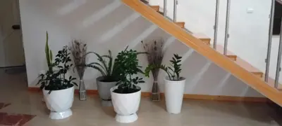 a group of plants in white pots on a shelf at wonder of the archipelago in Praia