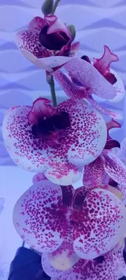 a group of purple and white flowers in a vase at wonder of the archipelago in Praia