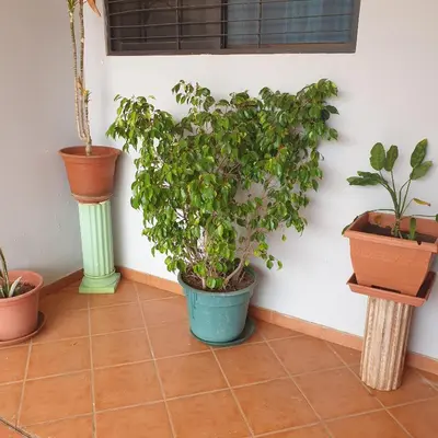 a group of potted plants sitting on a tile floor at Gamboa-2 Praia in Praia