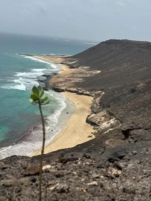 a plant on the side of a rocky beach at Tropical Issara Sal in Santa Maria