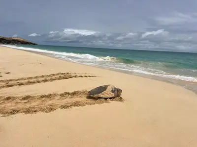 a turtle is sitting in the sand on the beach at Lagoon Apartment mit Pool Boa Vista in Sal Rei