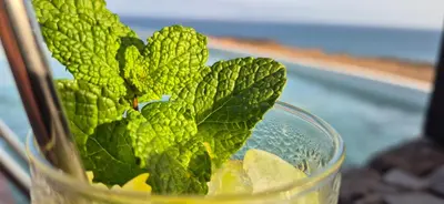 a glass vase with a green plant in it at Cabo Verde Beach Sport Resort in Porto Novo