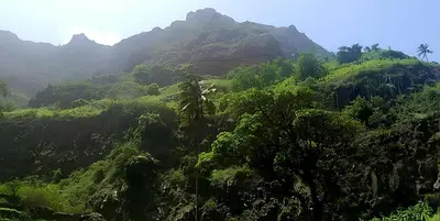 a lush green hillside with trees and mountains at Residencia Solimar in Ponta do Sol