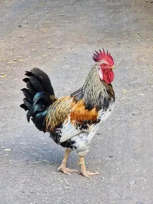 a rooster standing on the ground in the dirt at Casa Saúde in Seladinha