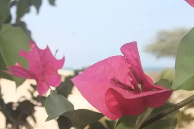 two pink flowers are sitting on a plant at Casa Mar Doce in Sal Rei
