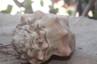 a wooden object sitting on top of a rock at Casa Mar Doce in Sal Rei