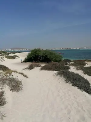 a sandy beach with trees on it next to the water at My Boavista 1 in Sal Rei