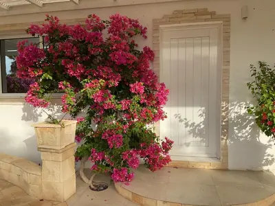 a bunch of pink flowers on the side of a house at Villa Alfredo Marchetti 13B in Cabeçadas