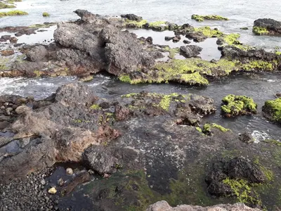 a group of rocks in the water with algae at LT Aparthotel in Praia
