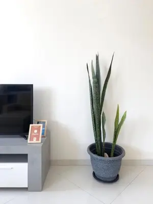 a potted plant in a living room next to a tv at 2 bdr charming central apt in Praça Center - LCGR in Praia