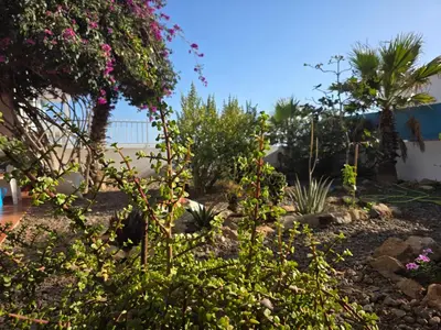 a garden with flowers and plants in a yard at Dolphin Cabo Verde in Tarrafal