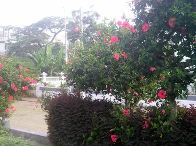 a bush with pink flowers in a garden at Hotel POUSADA Brava in Vila Nova Sintra