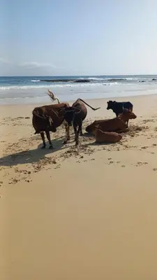 a group of cows standing on the beach at Salina's in Vila do Maio