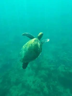 a green sea turtle swimming in the water at Tropical Mar Profundo in Santa Maria