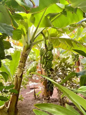 a bunch of bananas hanging from a banana tree at Djadsal Moradias - Near the ocean in Santa Maria