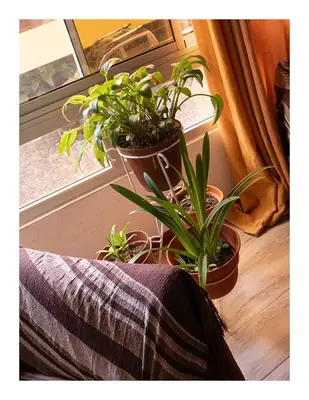 a group of potted plants sitting on a window sill at Casa Evora - Your home away from home in Mindelo