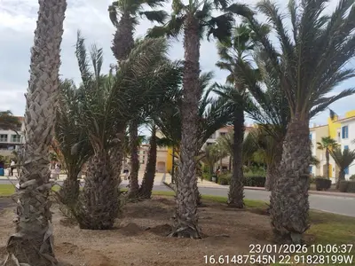 a group of palm trees on a street at Mb HOUSE VILA VERDE RESORT in Prainha