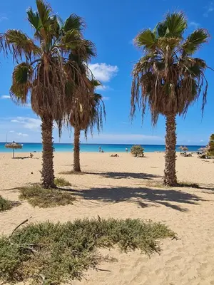 a group of palm trees on a sandy beach at Praça do Presidente com vista para o mar in Santa Maria