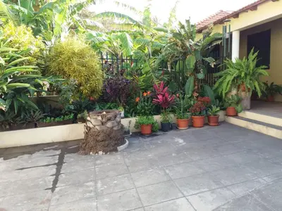a garden with a bunch of plants in pots at Ribeira Grande Country House in Escabeçada