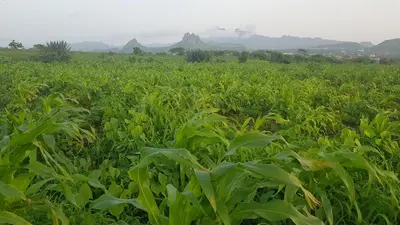 a field of corn with mountains in the background at Cote de France in Fundura