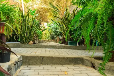 a garden with a bunch of plants and a walkway at Pousada Quinta Ribeirinha in Cidade Velha