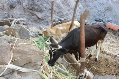 two animals standing on some rocks eating grass at Pousada Quinta Ribeirinha in Cidade Velha