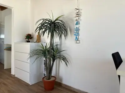 a plant in a pot in a room at Casa Tud Dret - By Bobbywashere in Sal Rei