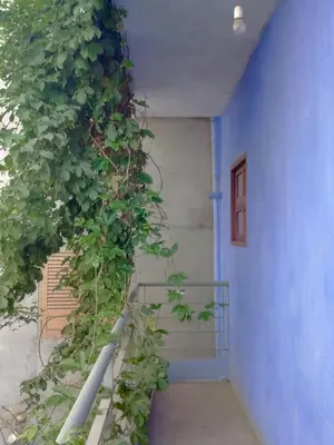 a stairway with a plant growing on the side of a building at Casa Verde in Mindelo