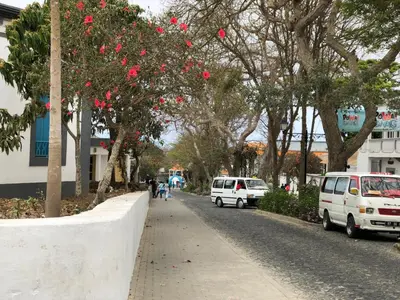 two white vans parked on a street with trees at Villa Vicente in Vila Nova Sintra