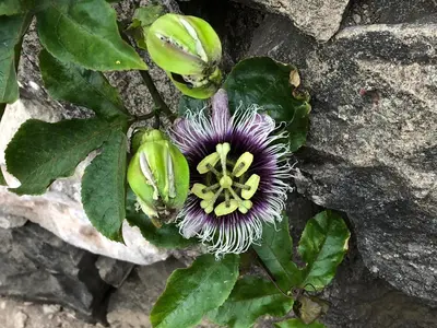 a purple flower is growing on a rock at Villa Vicente in Vila Nova Sintra