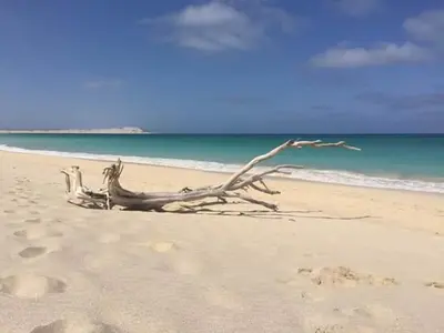a tree branch on a beach with the ocean at B&B Sereia Azul Boa Vista in Sal Rei