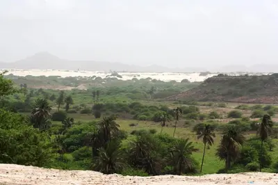 a view of a field with palm trees and a beach at Special Price long term in Sal Rei