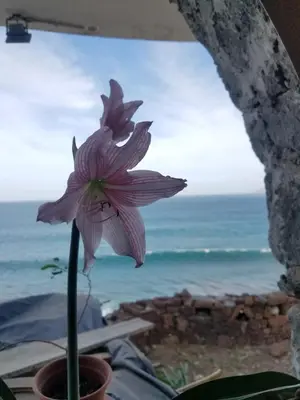 a flower in a window with a view of the ocean at Casa Fabrice in Ribeira da Prata