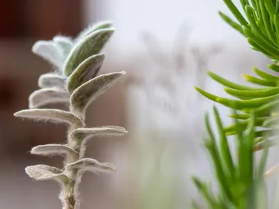 a close up of a green plant at Casa da Djedja in Mindelo