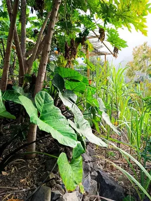 a large green plant next to a tree at Tiny House Ribeira Principal in Mato Correia