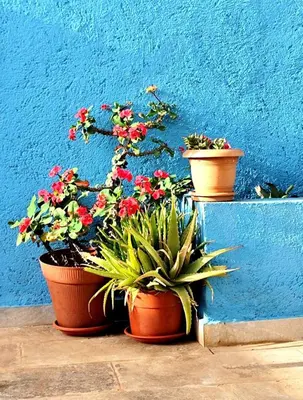 three potted plants sitting next to a blue wall at Kyaala Suítes - pool & sea view in Praia