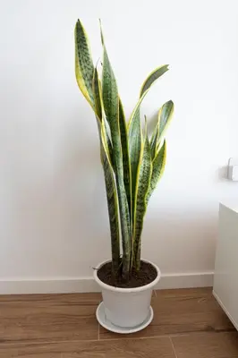 a plant in a white pot on a wooden floor at 3 bdr aprt, best seaview, rooftop pool - LCGR in Praia