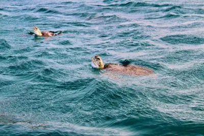 two people swimming in the water in the ocean at Bellavista in Mindelo