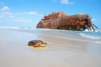 a turtle in the sand on a beach at Boavista Beach Apartment in Sal Rei