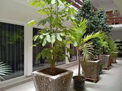 a row of potted plants in a room at Hotel Viajante in Tarrafal
