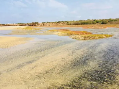 a beach with some seaweed in the water at Cosy & Relax Yellow House 5mn walk from the beach! in Calheta Do Maio